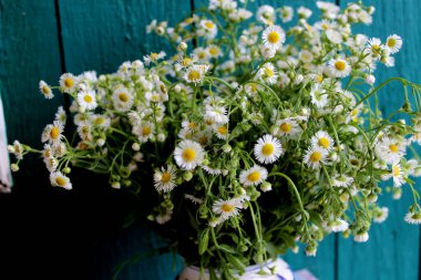 Vazodaki güzel beyaz papatyalar
