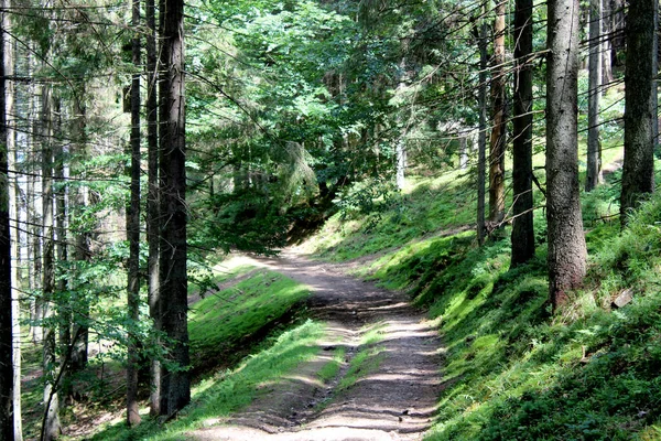 森の緑の森 — ストック写真
