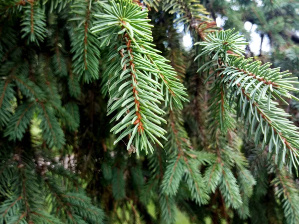 Photo Shows Pine Branch — ストック写真