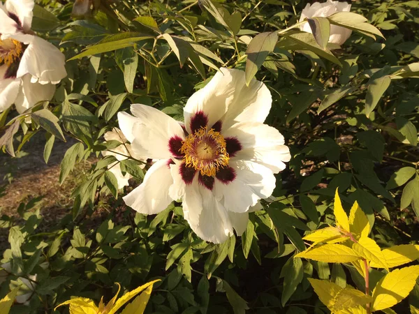 Eine Große Blume Blühte Garten — Stockfoto