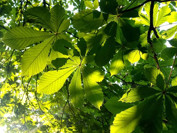 Chestnut Leaves Sun — 图库照片