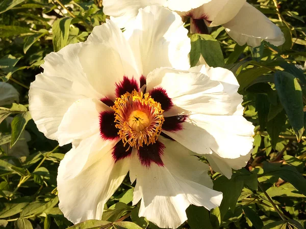 Grande Fiore Fiorì Nel Giardino — Foto Stock