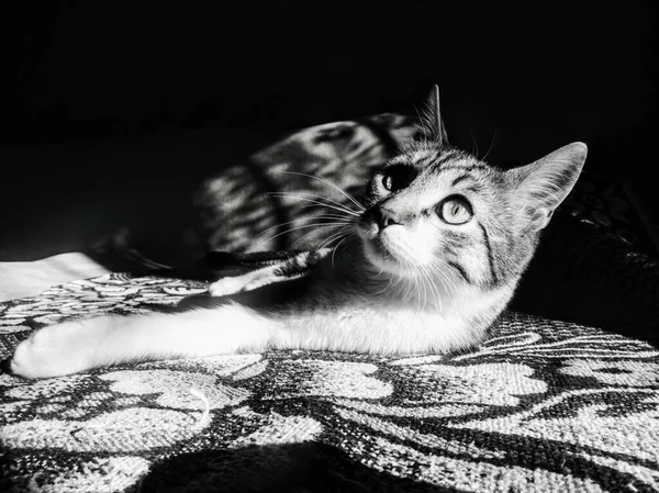 Black White Image Cat — Stock Photo, Image