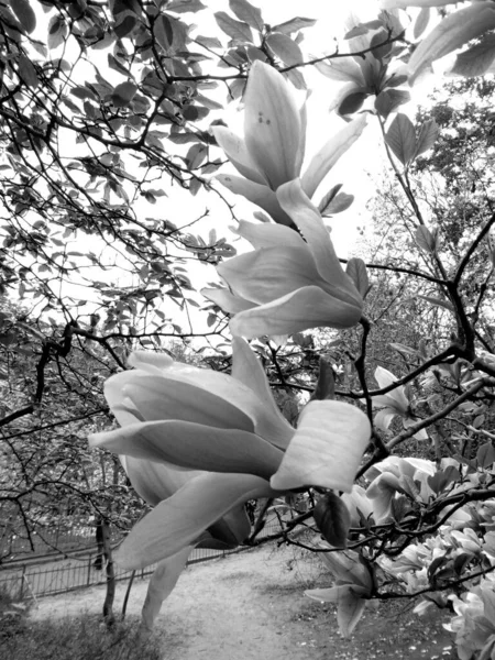 Black White Image Blooming Magnolia Tree — Stock Photo, Image