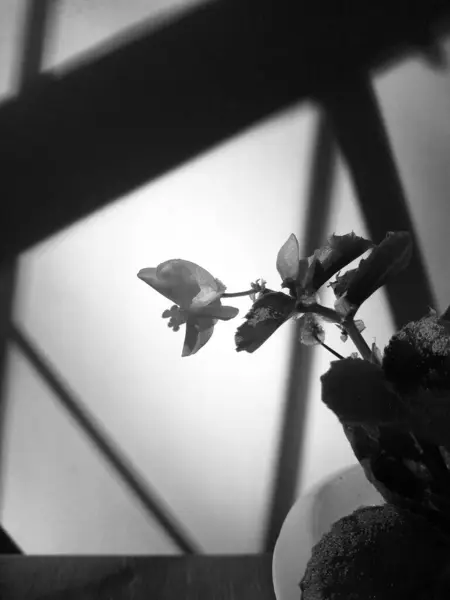 Black White Image Flowers Wall Background — Fotografia de Stock