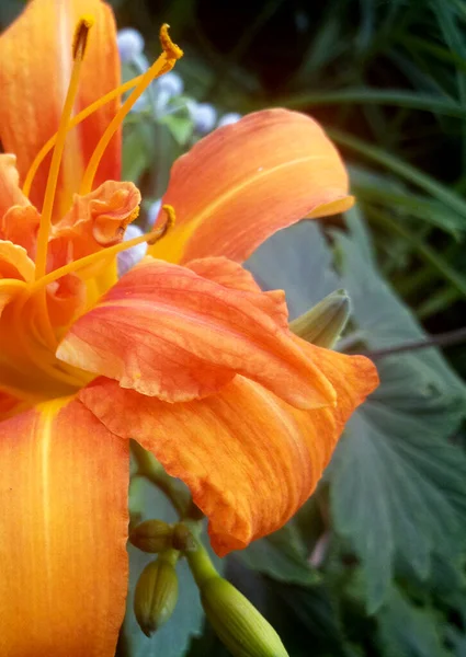 Image Flower Bloom — Fotografia de Stock