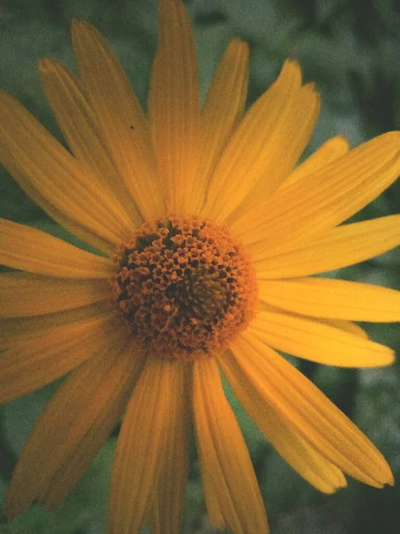 Image Flower Bloom — стоковое фото