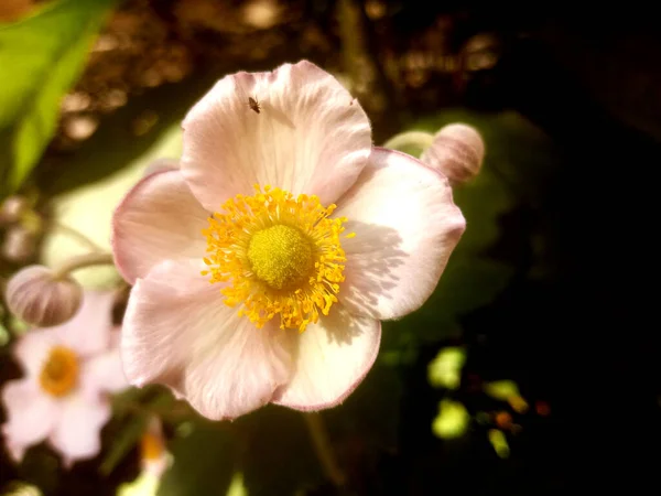 Imagem Uma Flor Flor — Fotografia de Stock