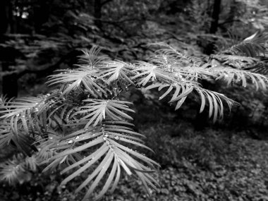 Yağmurun altındaki bir bitkinin siyah beyaz görüntüsü.
