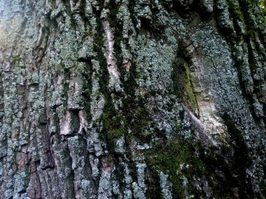 Ormanda ağaç gövdesi deseni.