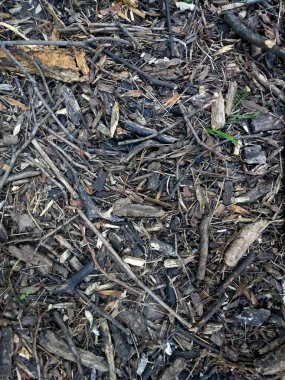 Ormanın zemin yüzeyinden görüntü.