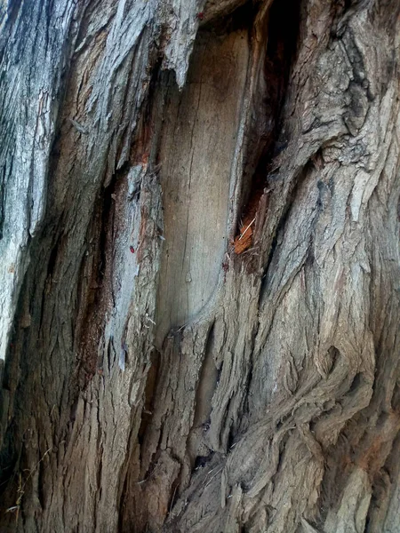 Tree Trunk Pattern Forest — Fotografia de Stock