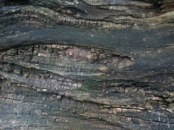 Tree trunk pattern in the forest.