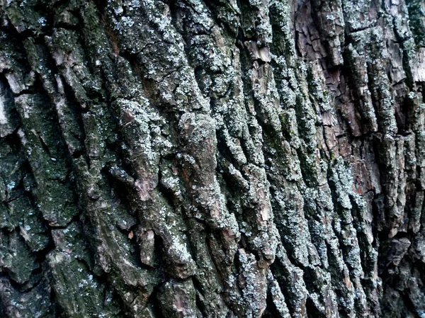 Tree Trunk Pattern Forest — Fotografia de Stock