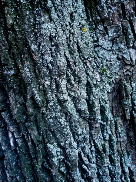 Tree Trunk Pattern Forest — Stock Photo, Image