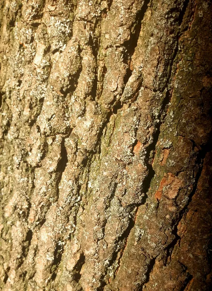 Tree Trunk Pattern Forest — Stockfoto