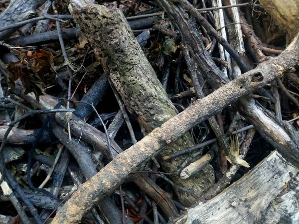 Pile Cut Branches Forest — стоковое фото