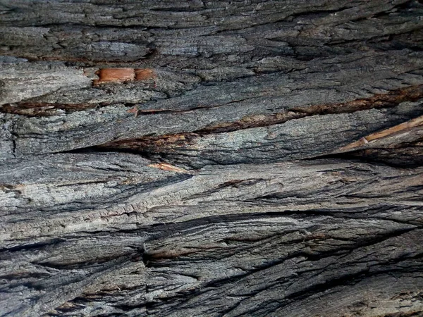 Tree Trunk Pattern Forest — Stock Photo, Image