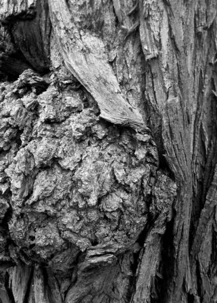 Tree Trunk Pattern Forest — стоковое фото