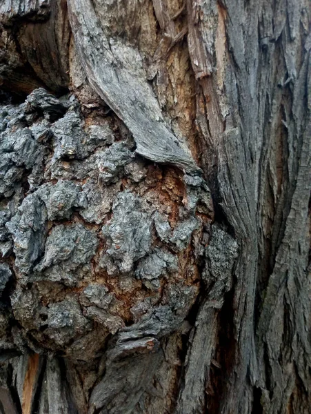 Tree Trunk Pattern Forest — Stockfoto