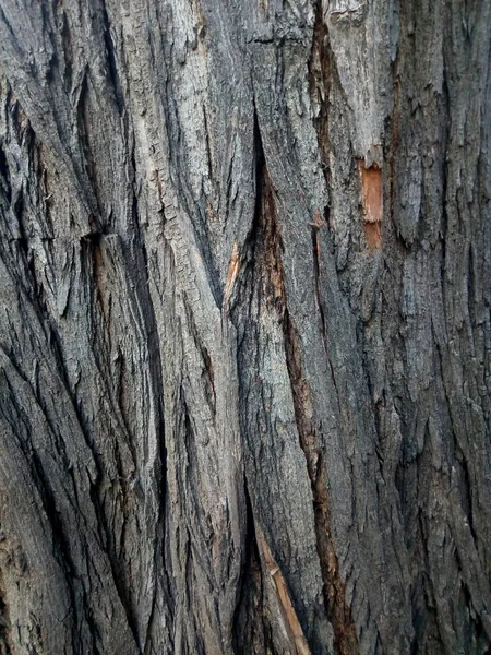 Tree Trunk Pattern Forest — Photo