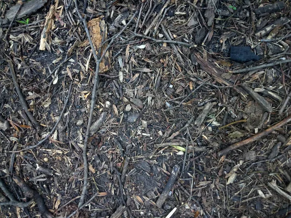 Ormanın zemin yüzeyinden görüntü.