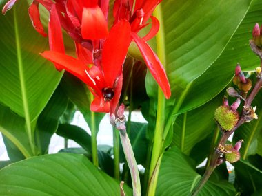 Çiçek Bahçe görüntüsü.