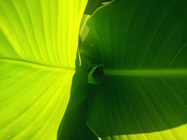 Güneşteki yaprakların görüntüsü.