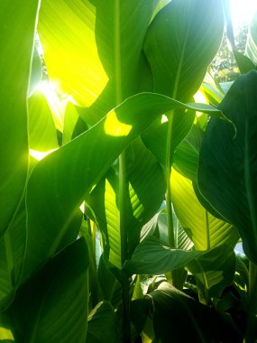 Güneşin altındaki yaprakların görüntüsü.