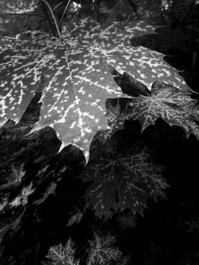 Kirli ağaç yapraklarının siyah beyaz görüntüsü.
