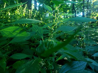 Ormandaki bir bitkinin resmi..