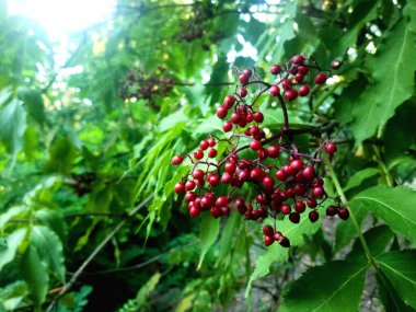 Parkta böğürtlenli bir dal.