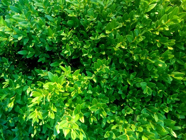 Ormandaki bitkilerin görüntüsü.