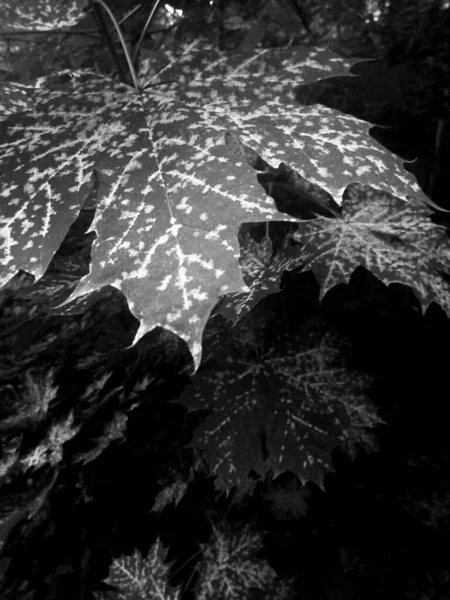 Kirli ağaç yapraklarının siyah beyaz görüntüsü.