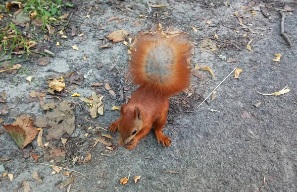 Picture Shows Squirrel Eating Nut — Photo