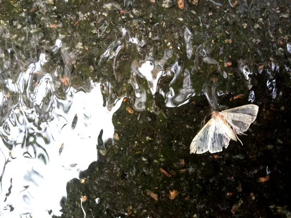 Rain Stream Butterfly — стоковое фото