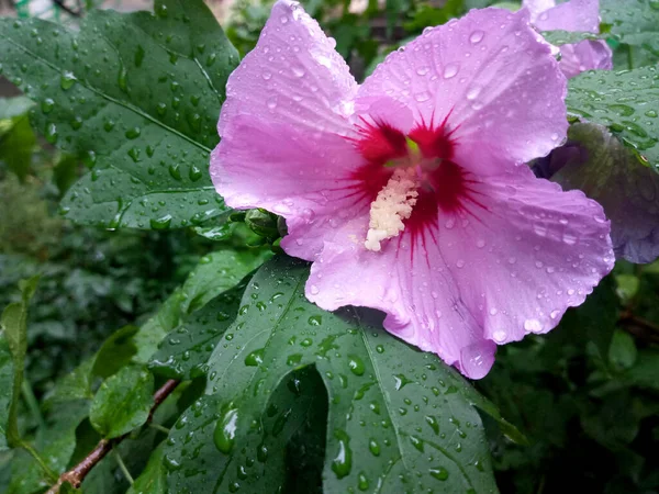 Photo Shows Flower Rain — Fotografia de Stock