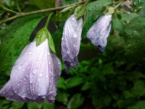 Photo Shows Flower Rain — Stock Photo, Image