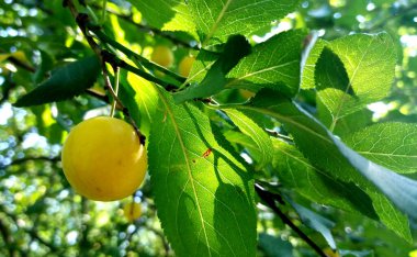 Photo of a berry tree with fruits.