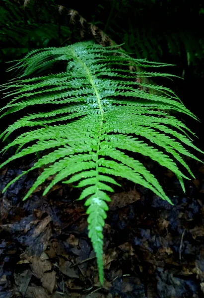 The photo shows a fern plant under the rain.
