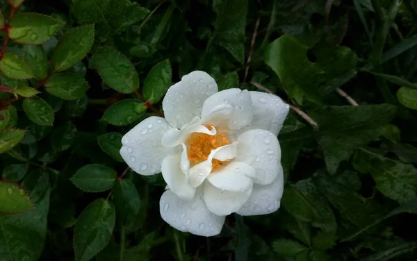 Photo Image White Flower — Foto de Stock