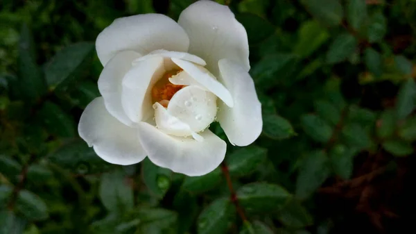 Photo Image White Flower — Stockfoto