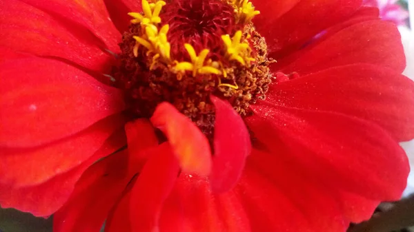 Photo Shows Last Summer Crop Flowers — Stok Foto