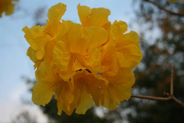 Closeup Blossoming Flower Garden — 스톡 사진