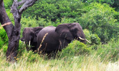 Elephants wandering in the bush