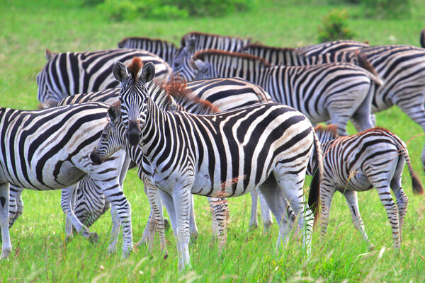 Zebras grazing in the grass in the wild