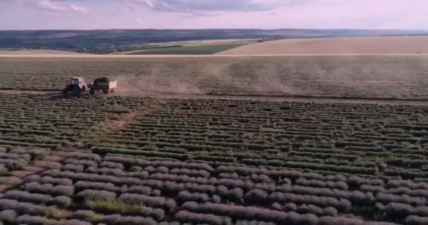 Drone Footage Lavender Field Sunset — Vídeo de Stock