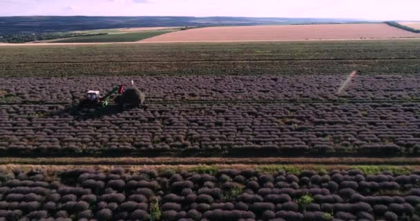 Drone Footage Lavender Field Sunset — Vídeo de Stock