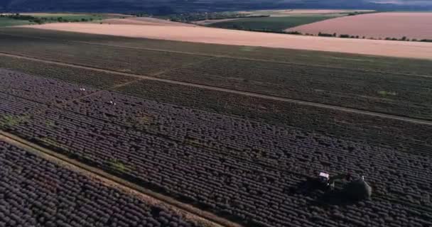 Drone Footage Lavender Field Sunset — Stockvideo