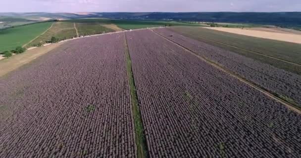 Imagens Drone Sobre Campo Lavanda Pôr Sol — Vídeo de Stock